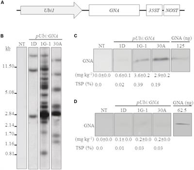 High-Level Production of Recombinant Snowdrop Lectin in Sugarcane and Energy Cane